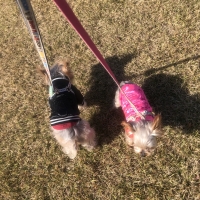 ＤＯＯＧ（ドゥーグ）　ハンディウォーターボウル