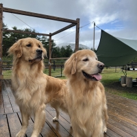 リフレペットシーツ　吸収プレミアム（瞬間吸収 抗菌 ）