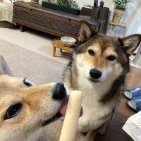 北の極 ごほうびソーセージ