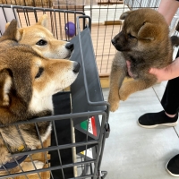 With You コトコト煮込んだ犬用ヤギミルクスープ