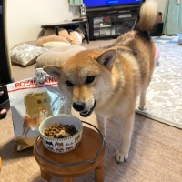 ロイヤルカナン 柴犬 成犬用（ドッグフード）