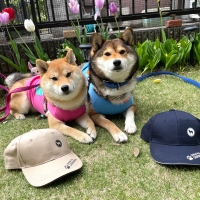 【お試し】ユーカヌバスモールフィットボディ／体重管理用 小型犬用