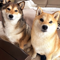 ロイヤルカナン　小型犬ケアフード