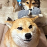 ロイヤルカナン　小型犬ケアフード