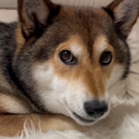 ロイヤルカナン　小型犬ケアフード