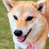 ロイヤルカナン　小型犬ケアフード