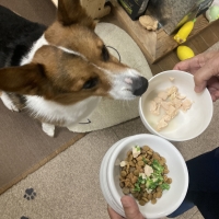 With You コトコト煮込んだ犬用ヤギミルクスープ