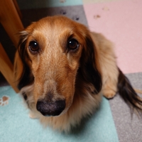 ラグタスタイルラグ　てくてく肉球