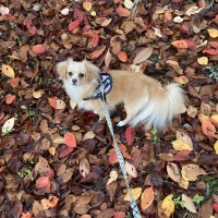 Toto&Pal(トトパル)　ロイヤルタータンリード（クリスタル）