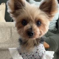 Ｓｉｐｐｏｌｅ　わんみぃ　Ｌ８０２０（オーラルケア）