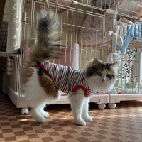 シャトンノースリーブシャツ