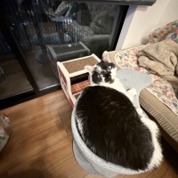 キャットタワー プティ（高さ63cm　据え置き型　日本製　シニア猫　子猫）