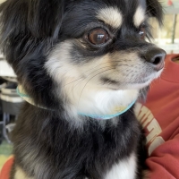 Ｓｉｐｐｏｌｅ　わんみぃ　Ｌ８０２０（オーラルケア）