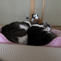 マジカルシーツＣＡＴＳ　システムトイレ用シート (コスパ 清潔)