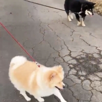 コスモスラクトデンタル（ペット用デンタルケア）