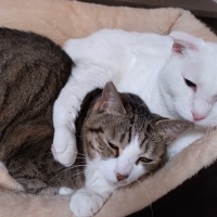 ロイヤルカナン　ウェットフード