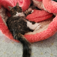 抗菌防臭ふんわりカドルベッド