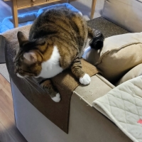 ズレないソファひじ掛け 爪とぎカバー（旧：新どこでも爪とぎマットソファアーム用）