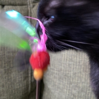 カシャカシャじゃれる