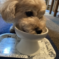 Ｓｉｐｐｏｌｅ　わんみぃ　Ｌ８０２０（オーラルケア）