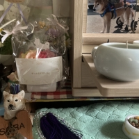 あじさいレインボー