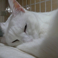 マジカルシーツＣＡＴＳ　システムトイレ用シート (コスパ 清潔)