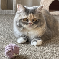 コトン キャットボール  ・ベル