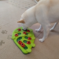 ニーナ・オットソン　トリーツトイ(知育玩具)