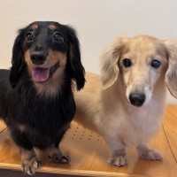 ナチュラルチョイス 減量用 超小型犬－小型犬用 成犬用 チキン＆玄米