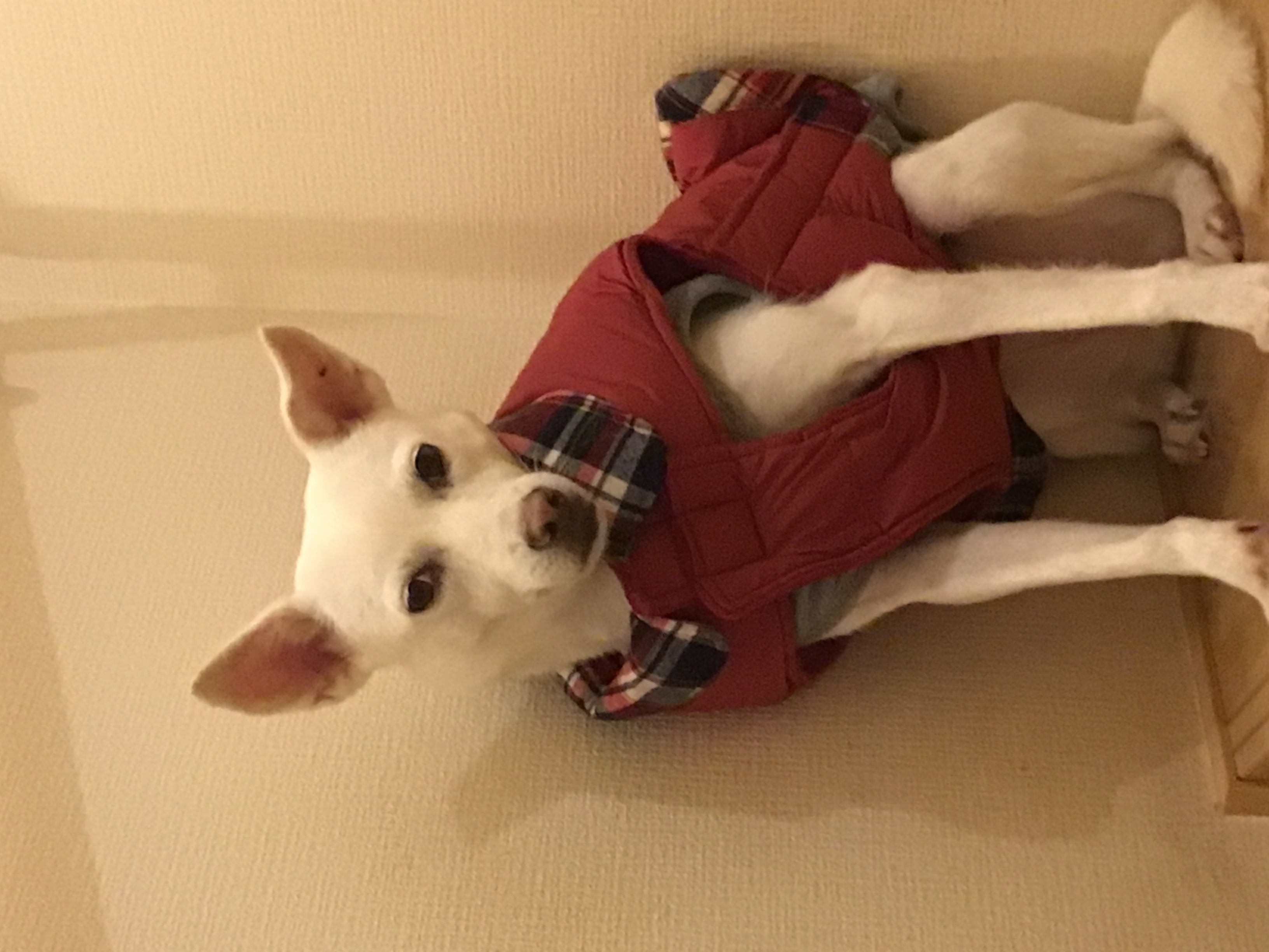 【PEPPY　LIFE】お散歩快適リアルダウンベスト