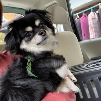 Ｓｉｐｐｏｌｅ　わんみぃ　Ｌ８０２０（オーラルケア）