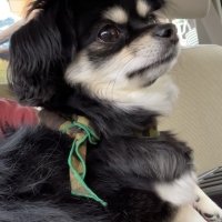 Ｓｉｐｐｏｌｅ　わんみぃ　Ｌ８０２０（オーラルケア）