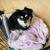 ランコたまごちゃん