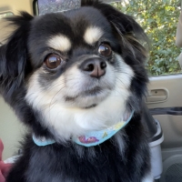 グリニーズプラス カロリーケア (正規品)