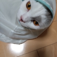 【香りにこだわる・食べないお悩みに】 ロイヤルカナン アロマ エクシジェント