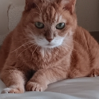 コロコロ　キャット