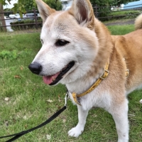 With You コトコト煮込んだ犬用ヤギミルクスープ