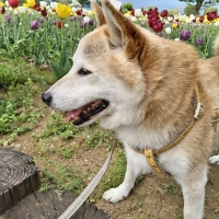 With You コトコト煮込んだ犬用ヤギミルクスープ