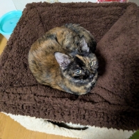 抗菌防臭２階建ハンモックベッド