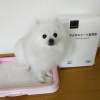 ペピイマジカルシーツ超薄型（超薄型ペットシーツ）