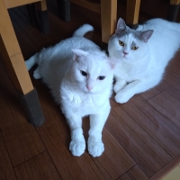 ニュートロキャット　デイリーディッシュ パウチ