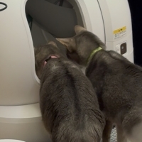 ＰＥＴＫＩＴ自動猫トイレ　ＰＵＲＡＭＡＸ２