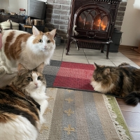 【室内で生活する７歳以上の猫に】 ロイヤルカナン インドア ７歳以上