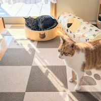 【ピタッと応援CP】ピタッとマットスクエア小