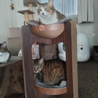 バリバリボウルタワー