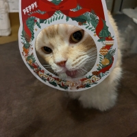 にゃろみ年末年始限定セット