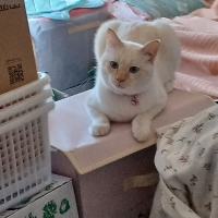 フリーズドライ タランベリー