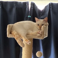 アルモネイチャークラシックシリーズ　クジーン（旧ルージュラベル）