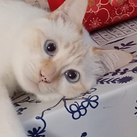 アタス　キャット　フルーティーフィースト