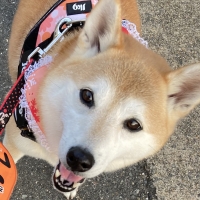 オッティモ（Ｏｔｔｉｍｏ）　高齢犬用